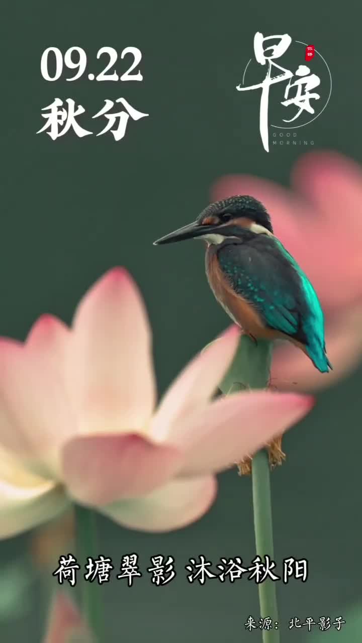 荷塘翠影沐浴秋阳今天是农历秋分愿您放慢脚步品味生活诗意享受宁静美好