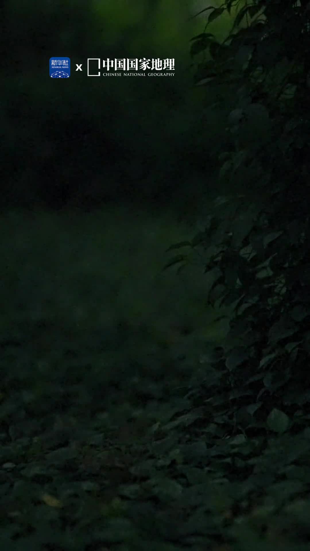 寻找童年记忆中的萤火虫静谧的夏夜中萤火虫在森林里闪烁着灵动的光芒点点微光像是洒落人间的繁星梦境般的浪漫场景唤起人们未泯的童心这里是位于广东广州的华南国家植物园成千上万的萤火虫在暗夜里描绘出一幅璀璨的画卷