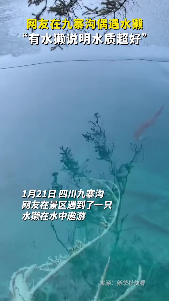 网友在九寨沟偶遇水獭有水獭说明水质超好