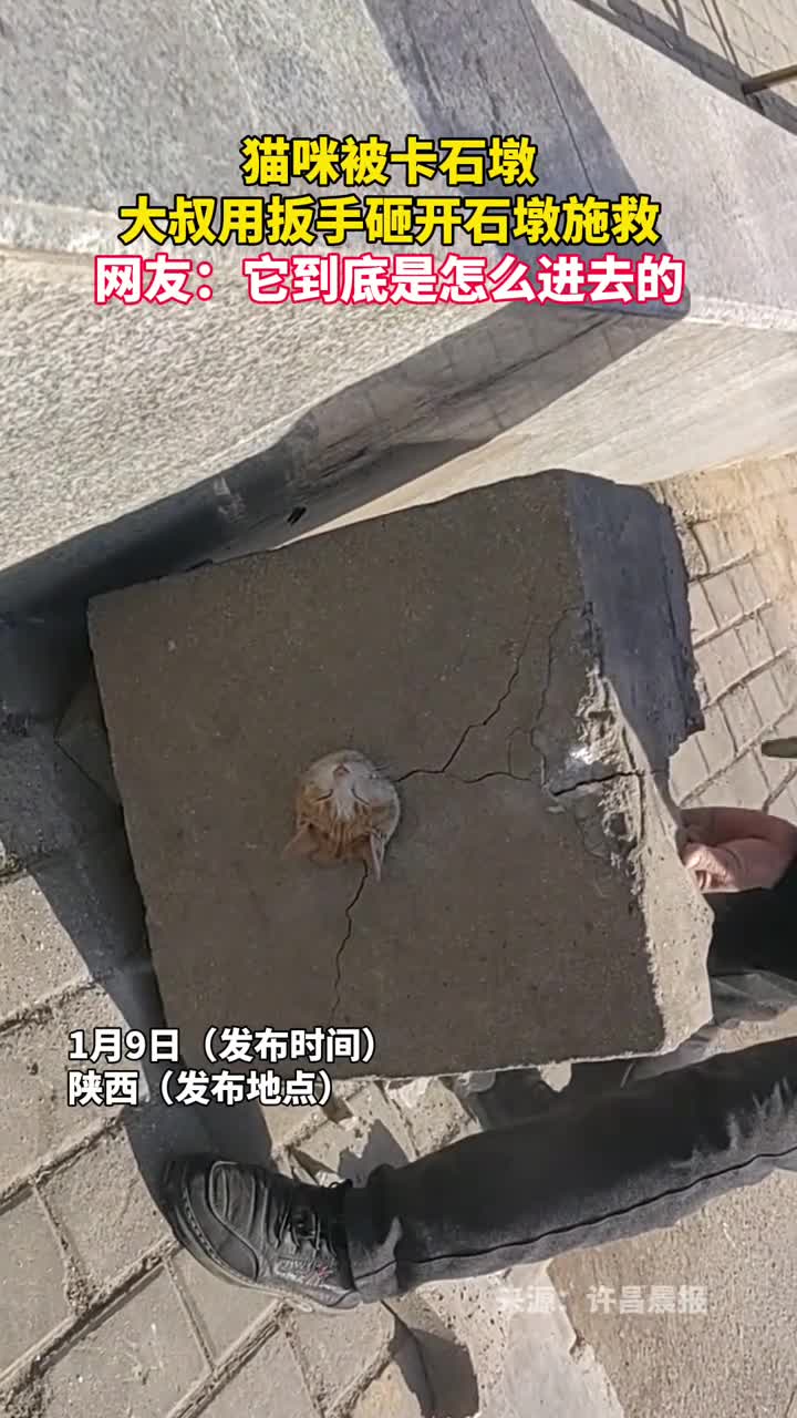 猫咪被卡石墩大叔用扳手砸开石墩施救网友它到底是怎么进去的