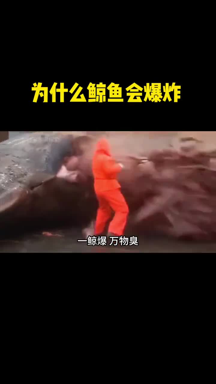 鲸鱼为什么会爆炸