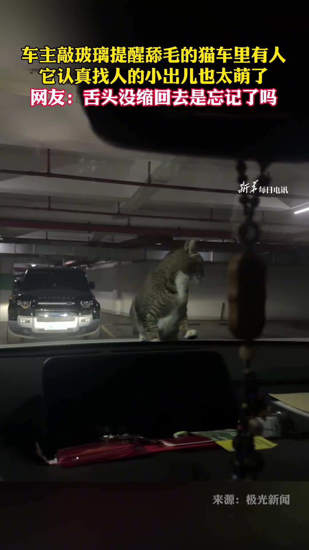 车主敲玻璃提醒舔毛的猫车里有人它认真找人的小出儿也太萌了网友舌头没缩回去是忘记了吗