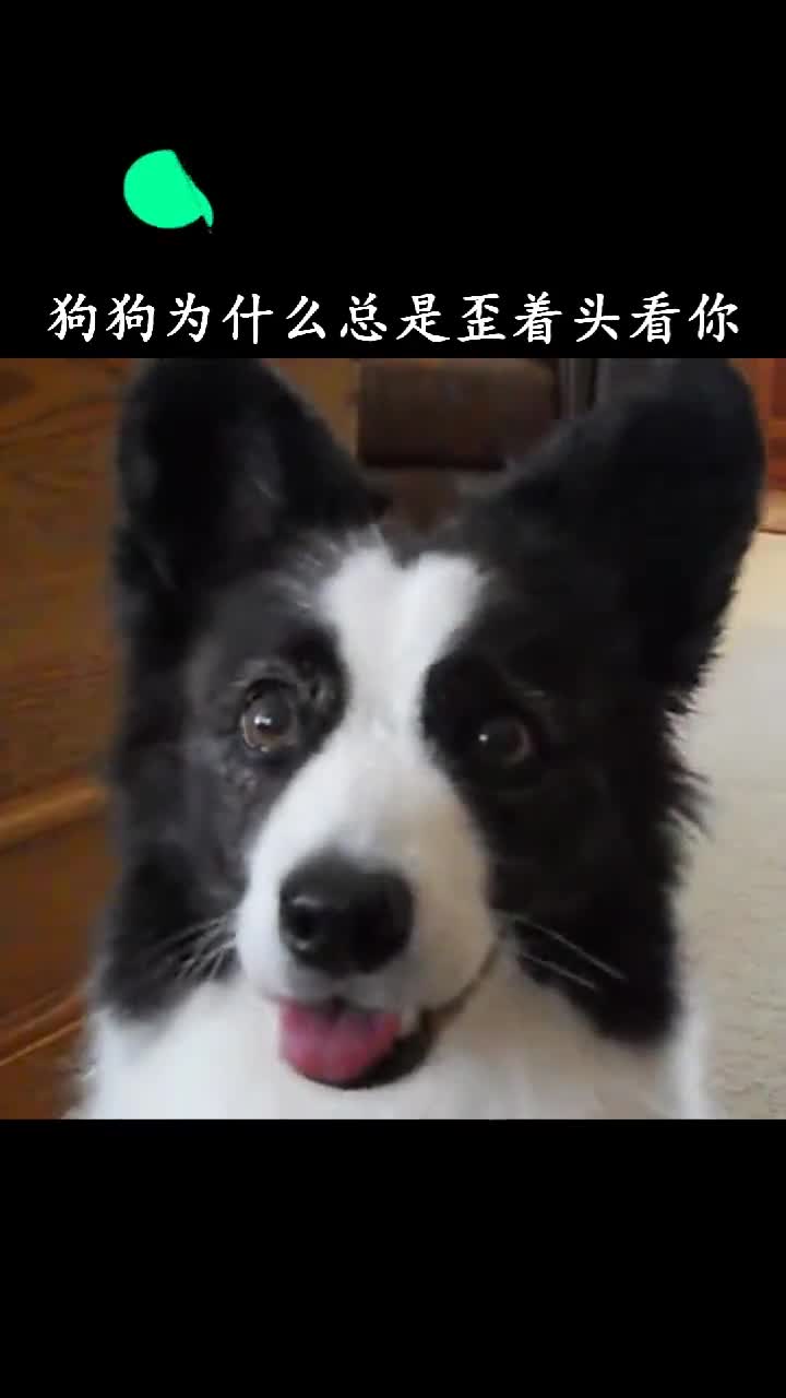 狗狗为什么总是歪着头看你它的小脑袋瓜在想什么