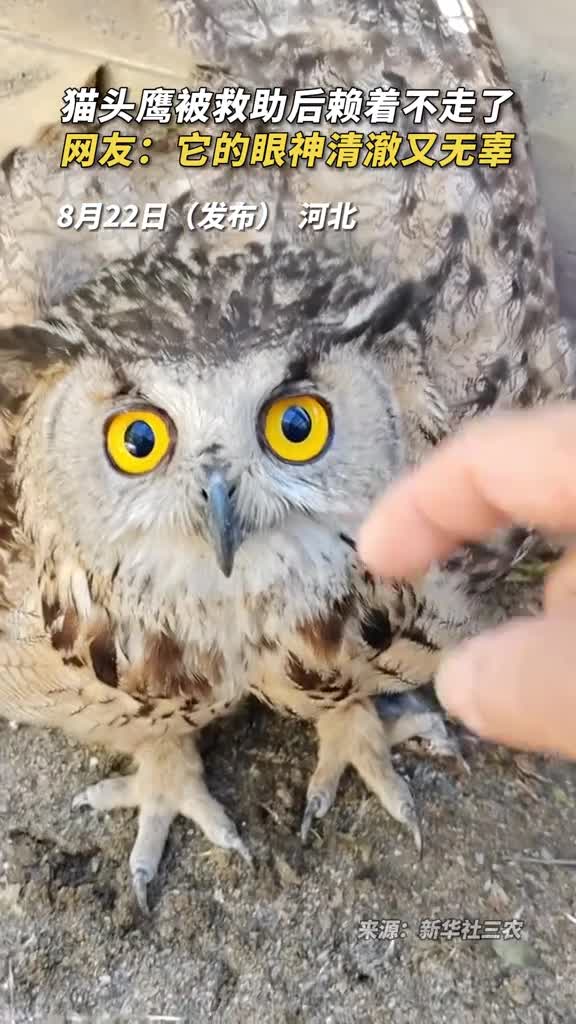猫头鹰被救助后赖着不走了网友它的眼神清澈又无辜