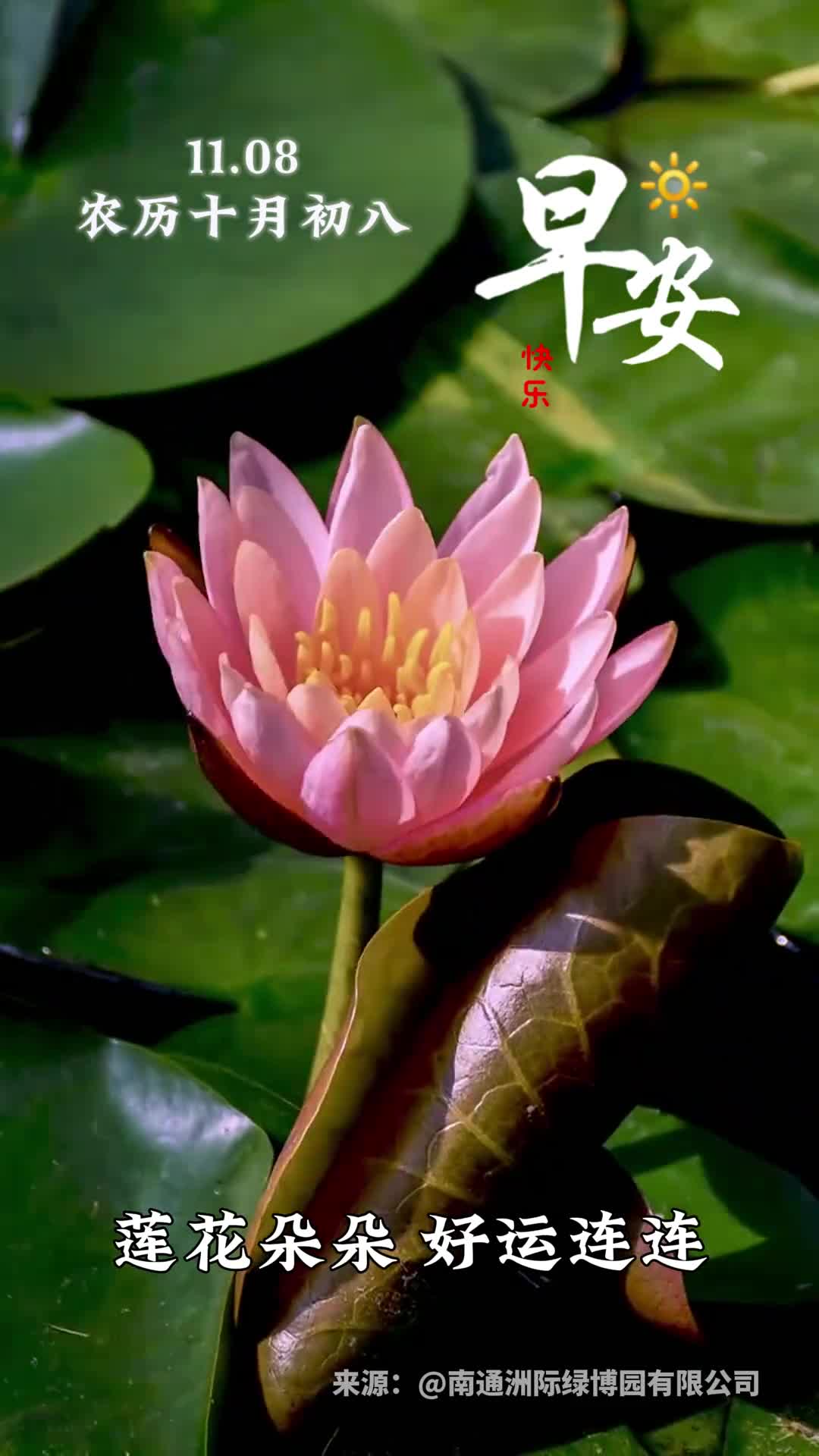 莲花朵朵好运连连新的一天愿你福禄双全万事顺心早安