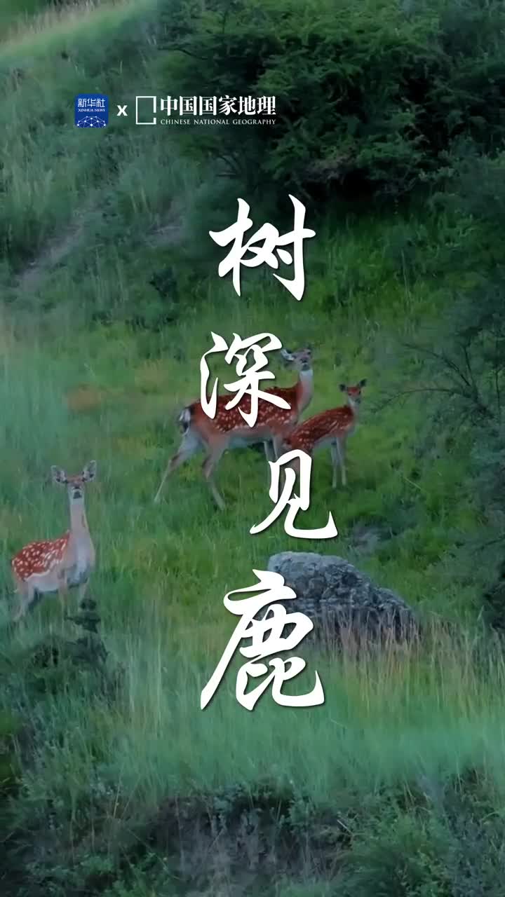 呦呦鹿鸣山林间当你深入四川省阿坝州的若尔盖县也许会与灵动可爱的梅花鹿来一场不期而遇的相见这原始而又充满野性的山区地带是野生梅花鹿理想的栖所