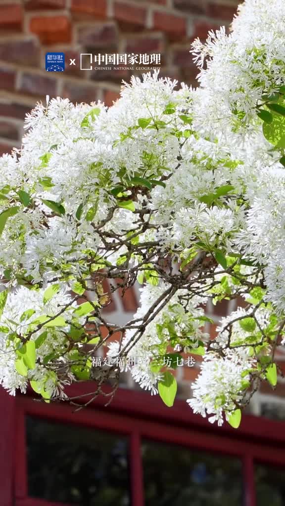 四月你好正值人间芳菲遍地春日盛景烂漫肆意在这群芳争艳的时节里流苏树却花开如雪被誉为四月雪位于福建福州的三坊七巷将迎来流苏花开季花瓣如玉掩映飞檐翘角摇曳在屋檐下的枝条诉说着坊巷的历史与沧桑