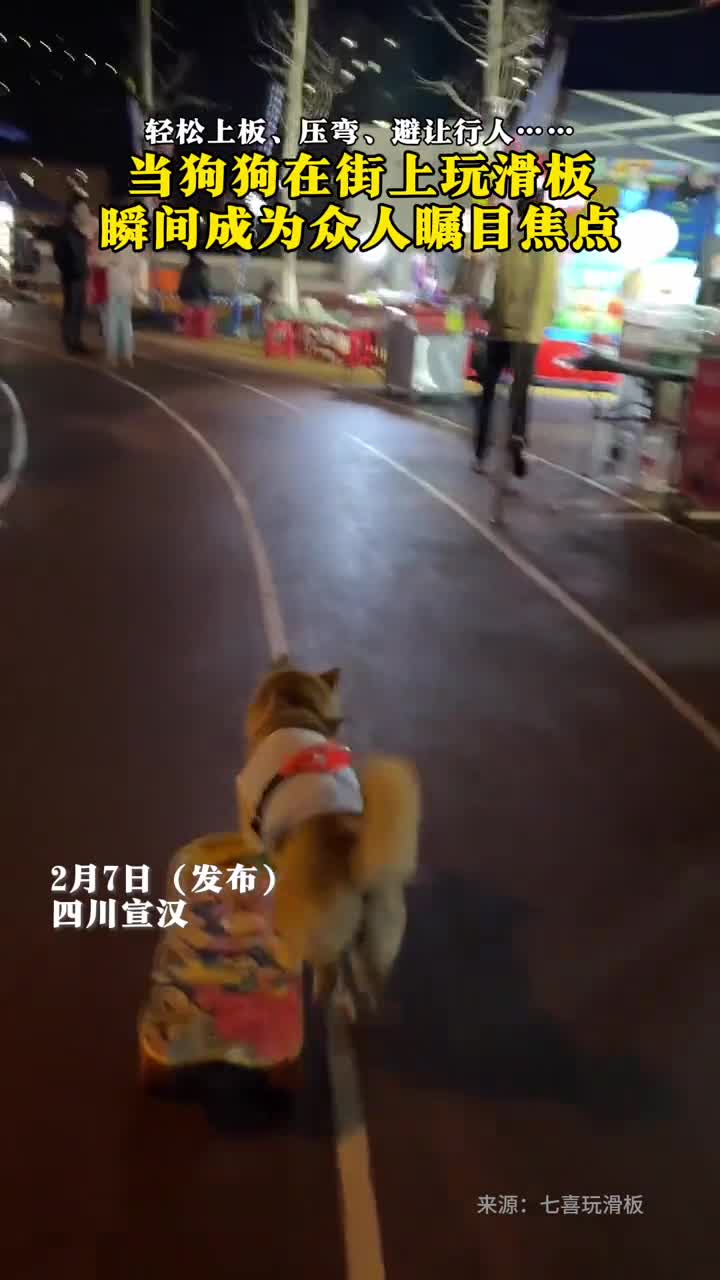 狗狗在街上玩滑板瞬间成为众人瞩目焦点