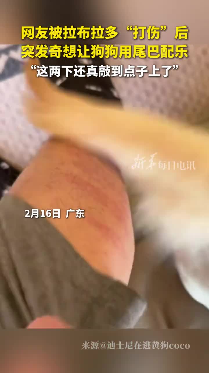 网友被拉布拉多打伤后突发奇想让狗狗用尾巴配乐这两下还真敲到点子上了