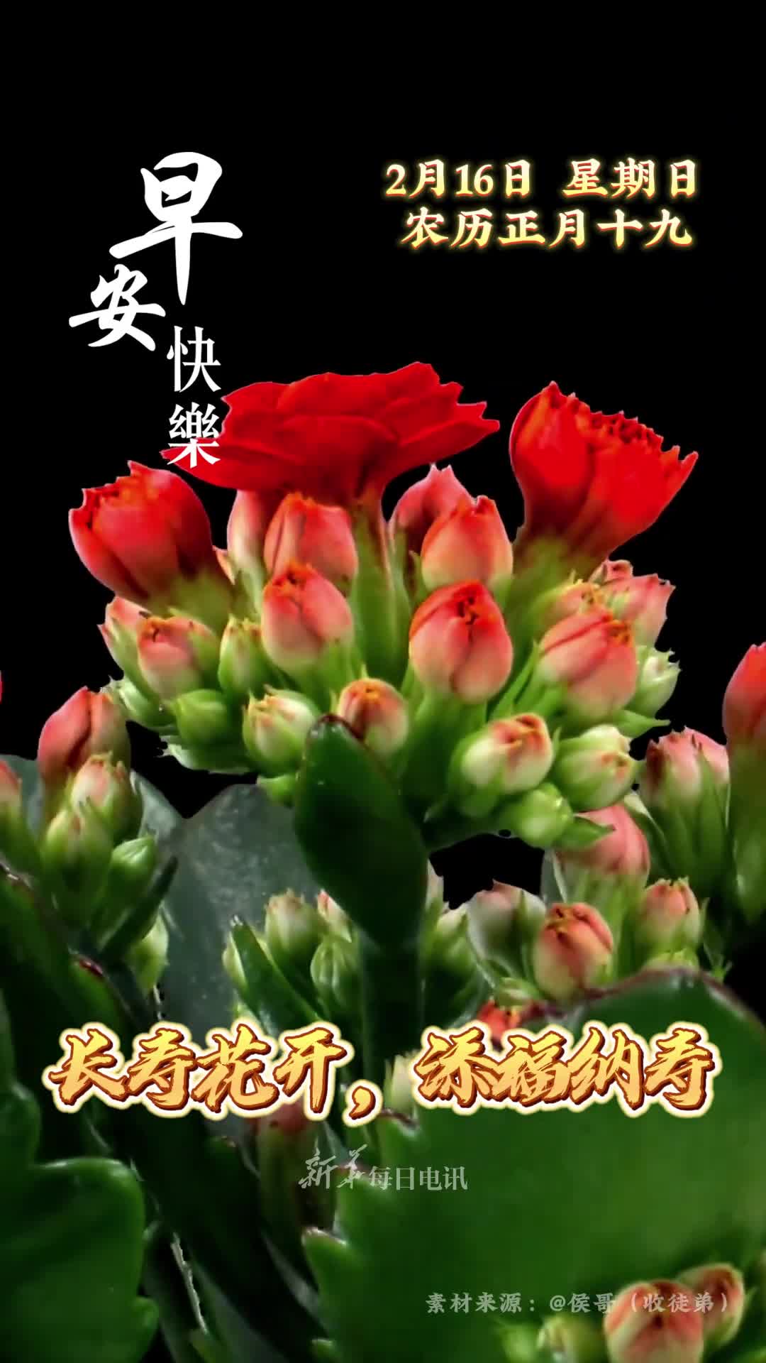 长寿花开添福纳寿农历正月十九恭祝您和家人鸿运当头福寿安康早安