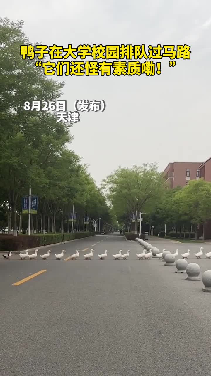 鸭子在大学校园排队过马路它们还怪有素质嘞