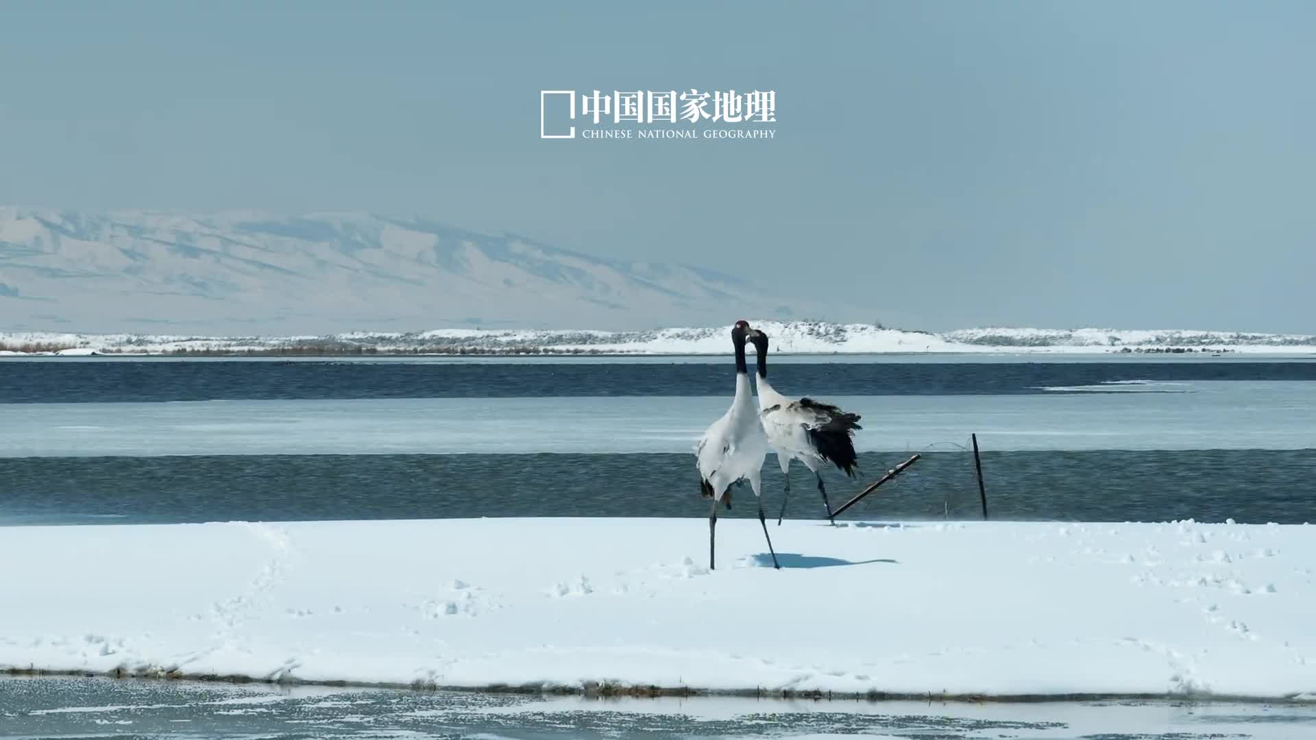 不要错过高原精灵黑颈鹤的雪中之舞颈长腿长身高体态天然优美那头颈部与翅膀处的黑更是平添一份独特和神秘黑颈鹤乃践行一夫一妻制的忠贞之鸟翩翩起舞的身姿演绎出独属于爱情鸟的浪漫主义