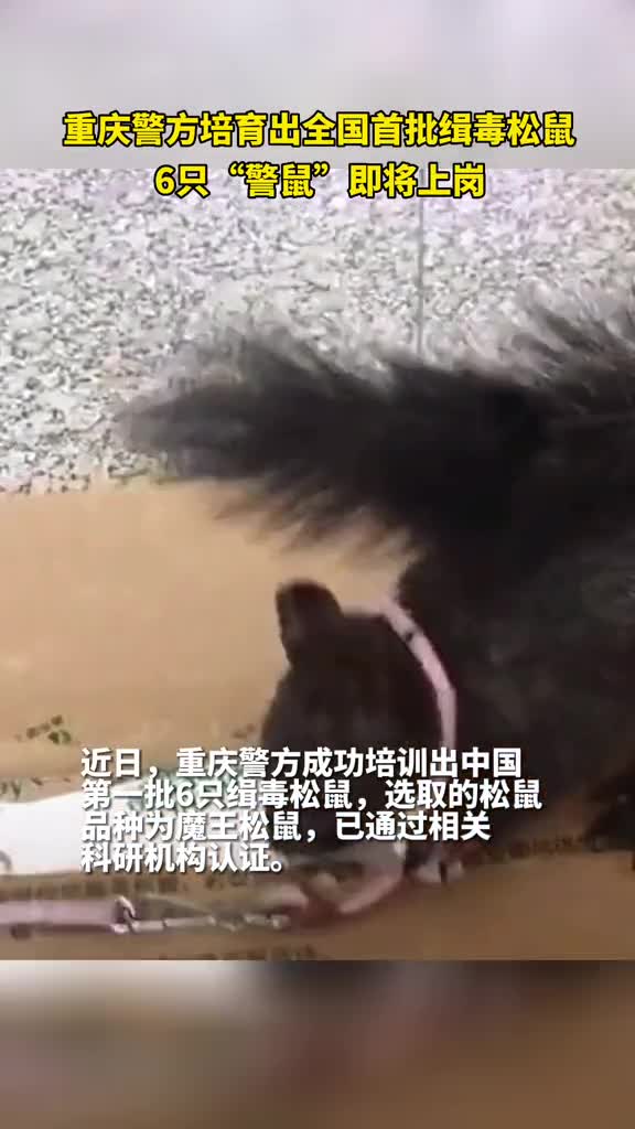 重庆警方培育出全国首批缉毒松鼠6只警鼠即将上岗