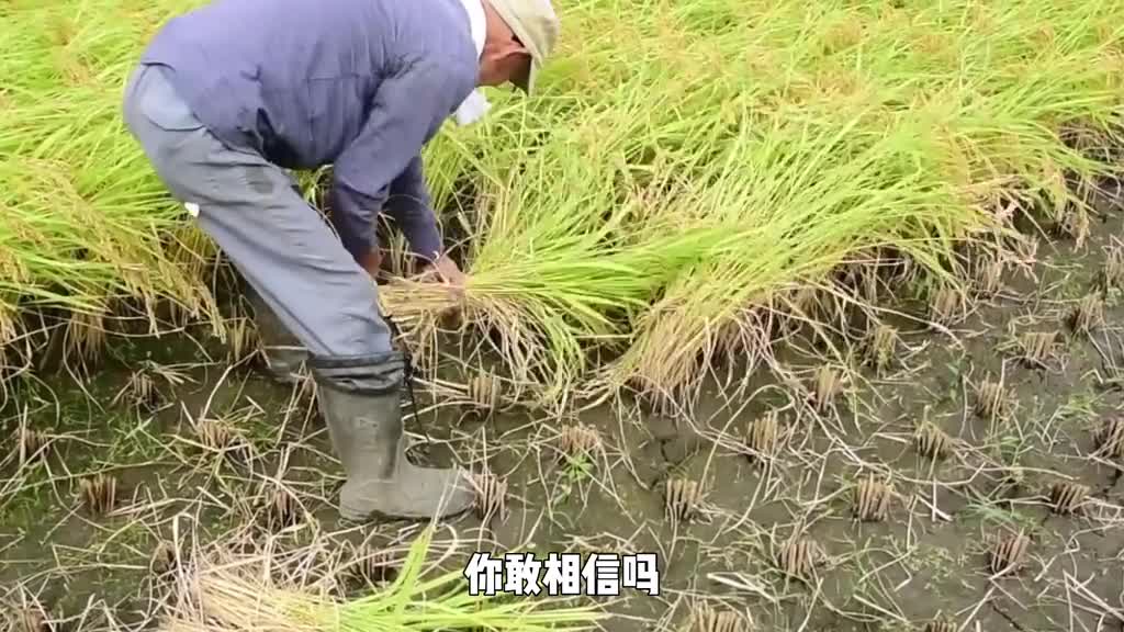 日本农民平均年龄66岁却养活了接近13亿的人口这是为什么