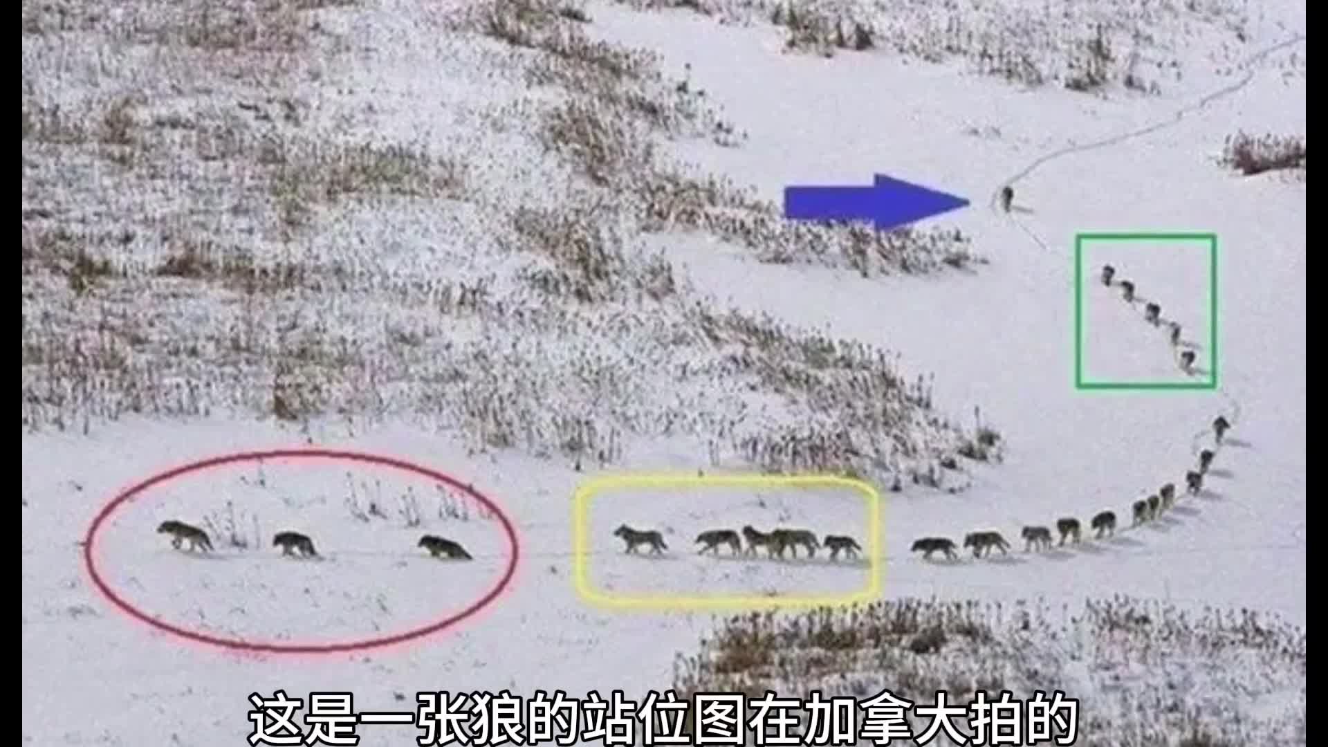 狼群的组织架构