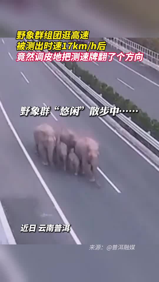 野象群组团逛高速被测出时速17kmh后竟然调皮地把测速牌翻了个方向