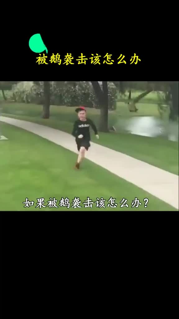 如果被一群大鹅袭击你最好叫上狗子因为