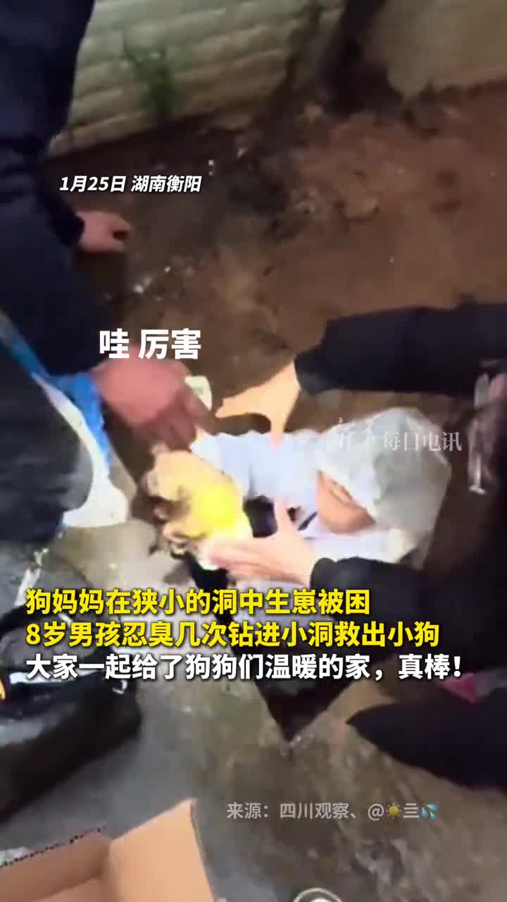 狗妈妈在狭小的洞中生崽被困8岁男孩忍臭几次钻进小洞救出小狗大家一起给了狗狗们温暖的家真棒