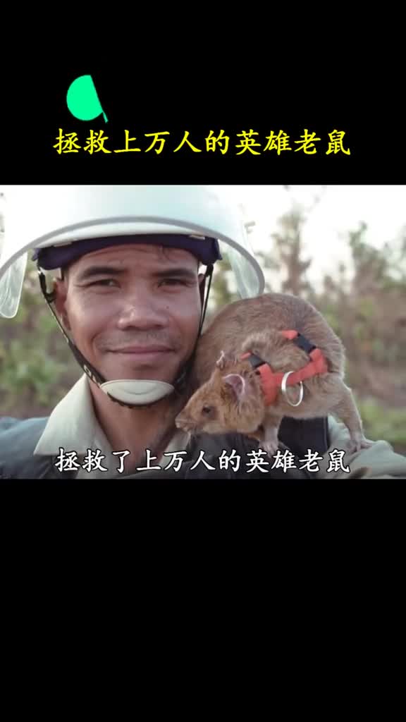 都说过街老鼠人人喊打而这里的老鼠活成了英雄