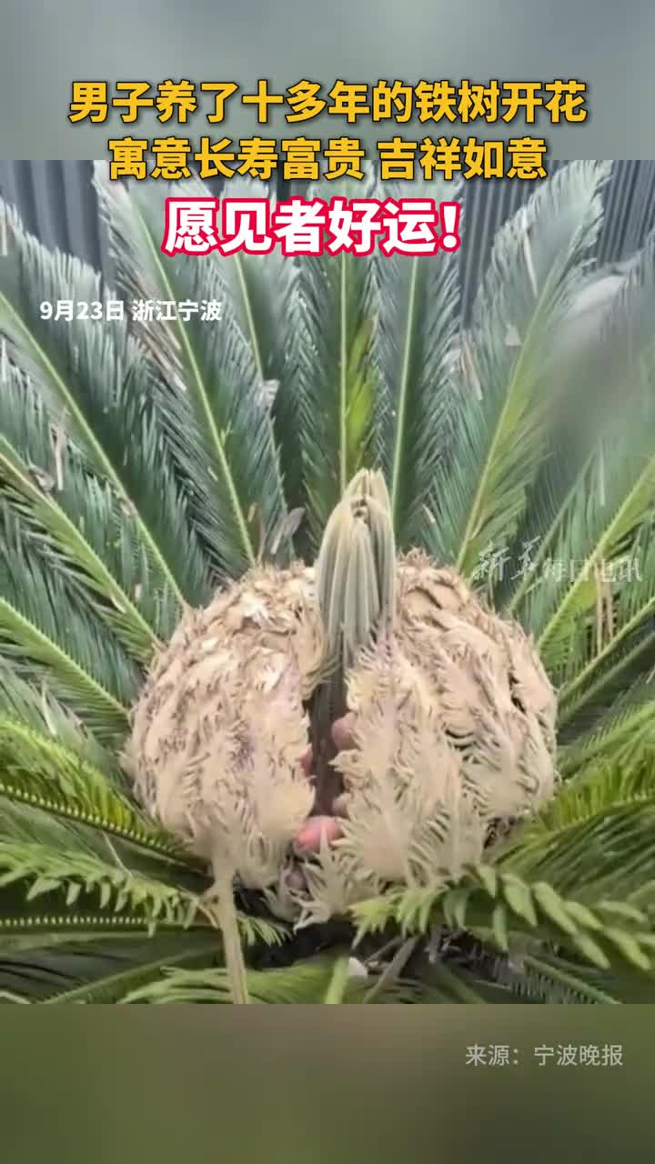 男子养了十多年的铁树开花寓意长寿富贵吉祥如意愿见者好运
