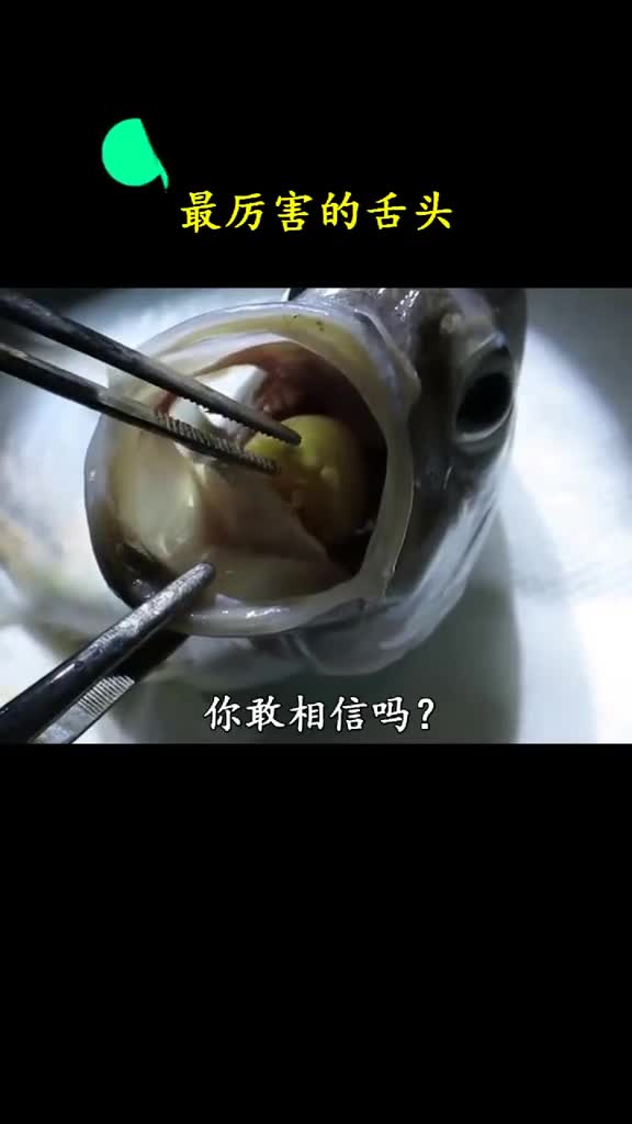 鱼说出来你可能不信我的舌头跑了