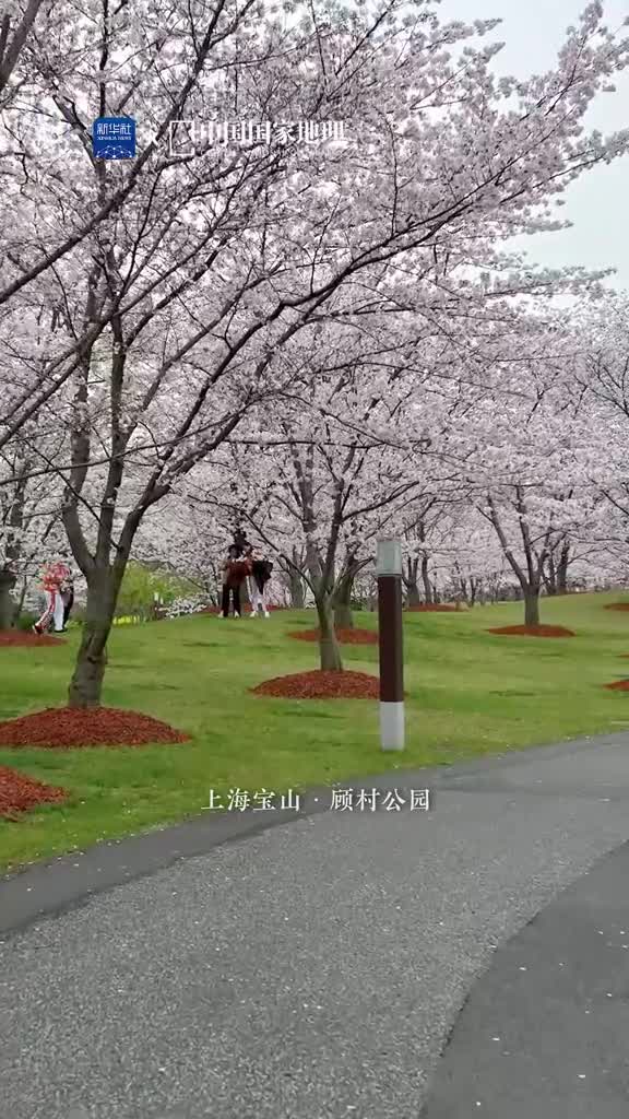 上海的赏樱季开始啦上海宝山的顾村公园已有早樱绽放如云似霞绚烂明媚这个春天一起迎着和煦暖风伴着拂堤杨柳捕捉隐在柔波里的芬芳