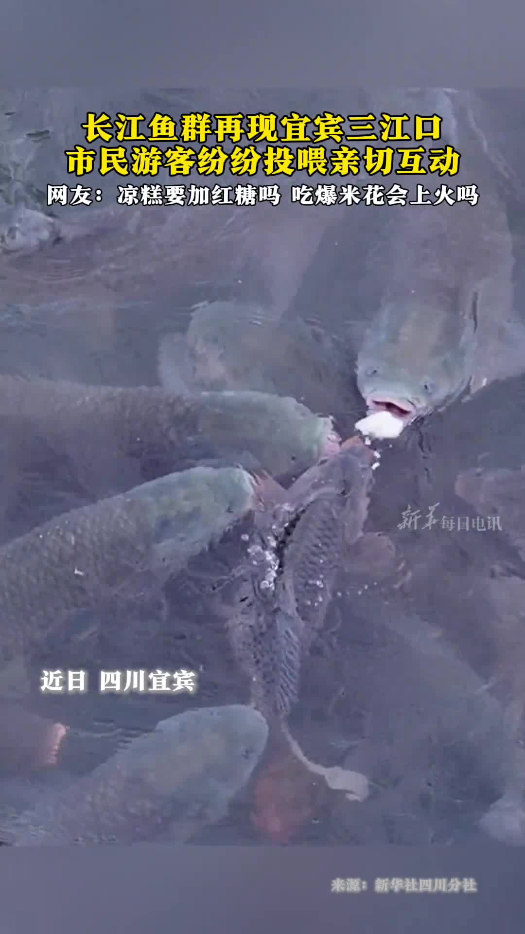 长江鱼群再现宜宾三江口市民游客纷纷投喂亲切互动网友凉糕要加白糖吗
