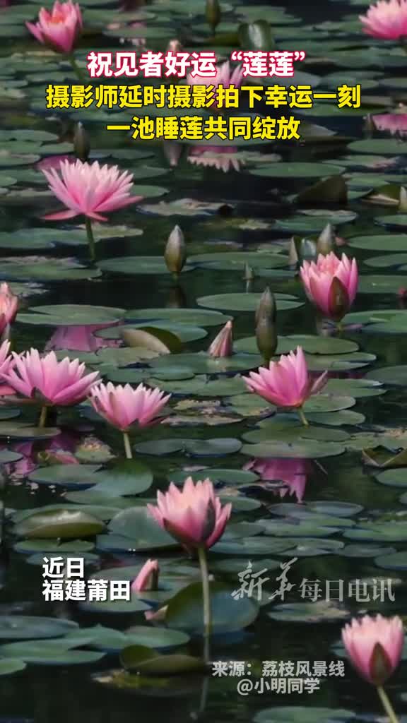 祝见者好运莲莲摄影师延时摄影拍下幸运一刻一池睡莲共同绽放