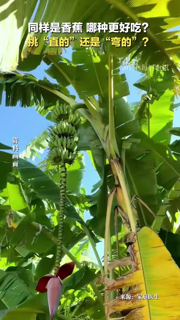 直的香蕉和弯的香蕉哪种更好吃你知道其中的科学道理吗