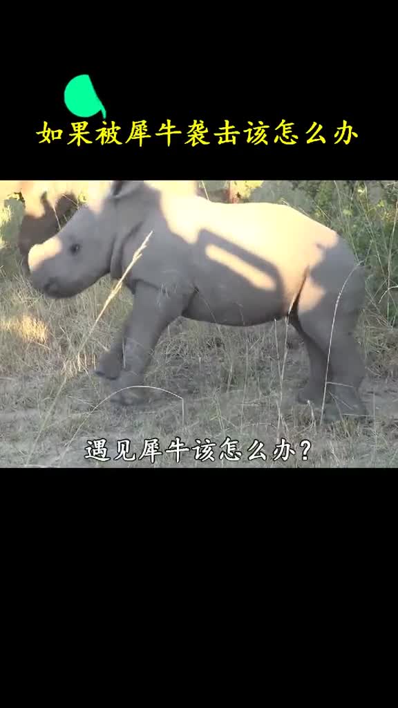 当一只犀牛向你奔来不要转身逃跑