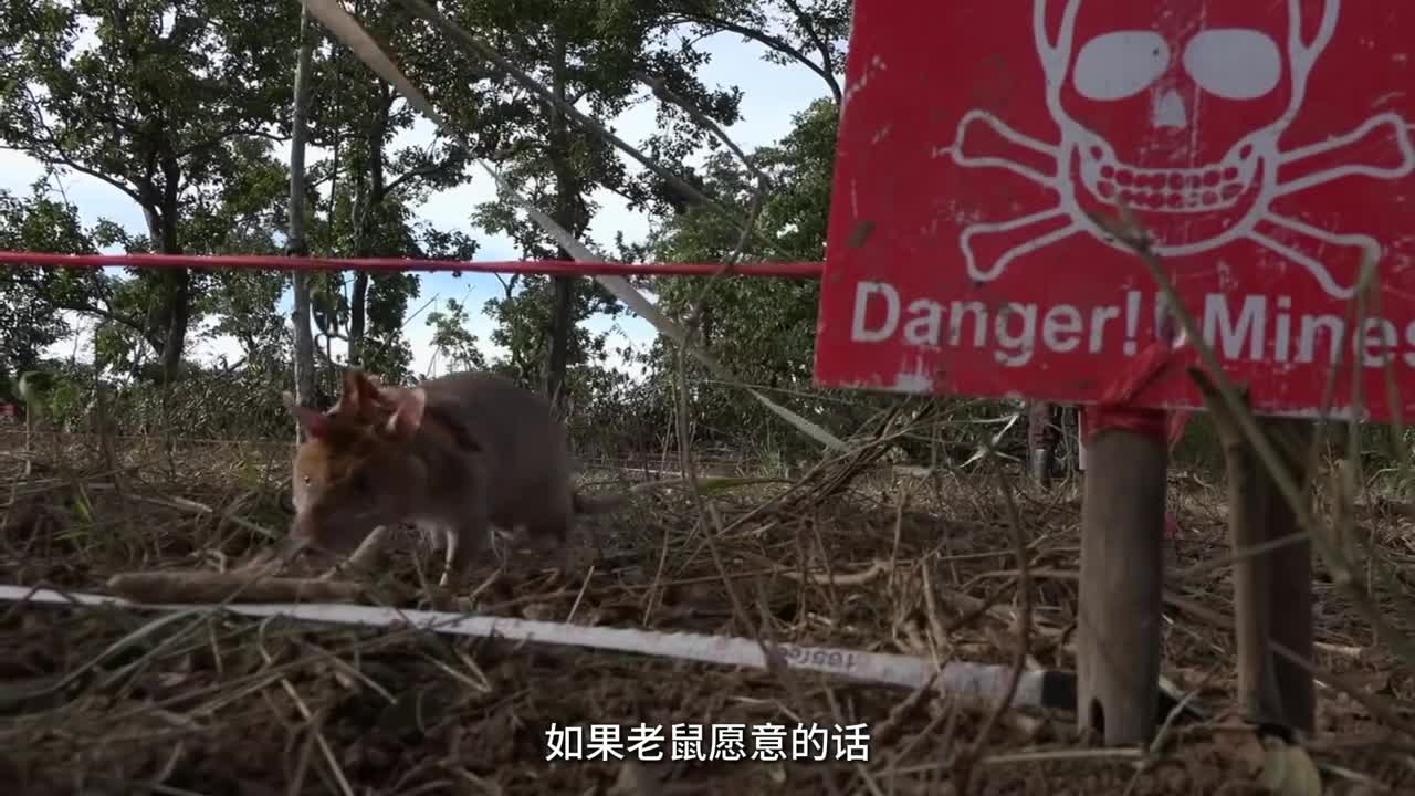 没想到人人喊打的老鼠也能排雷只需要奖励香蕉就能打工5到6年