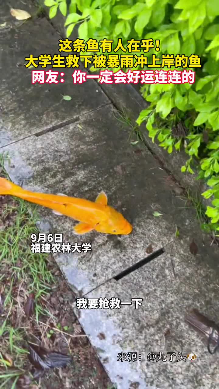 这条鱼有人在乎大学生救下被暴雨冲上岸的鱼