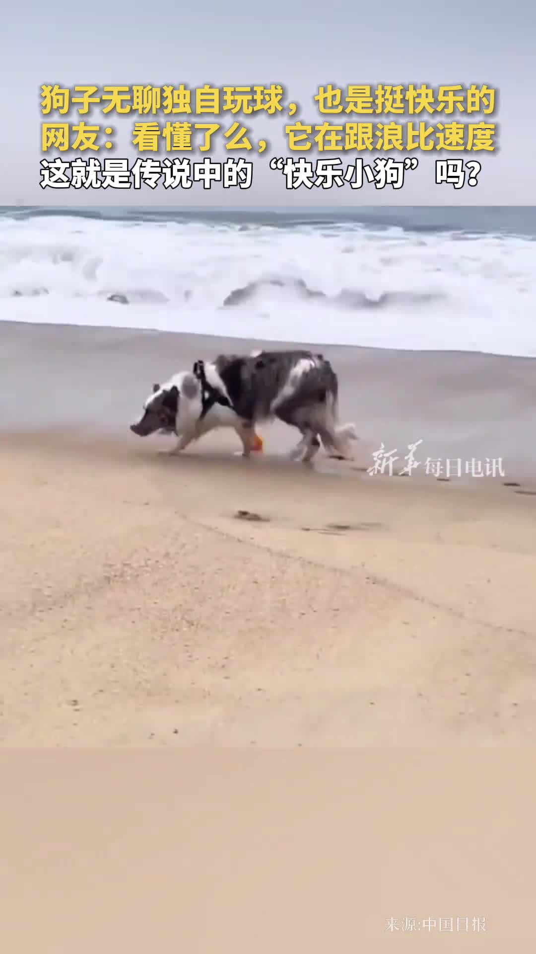 狗子无聊独自玩球也是挺快乐的网友看懂了么它在跟浪比速度这就是传说中的快乐小狗吗