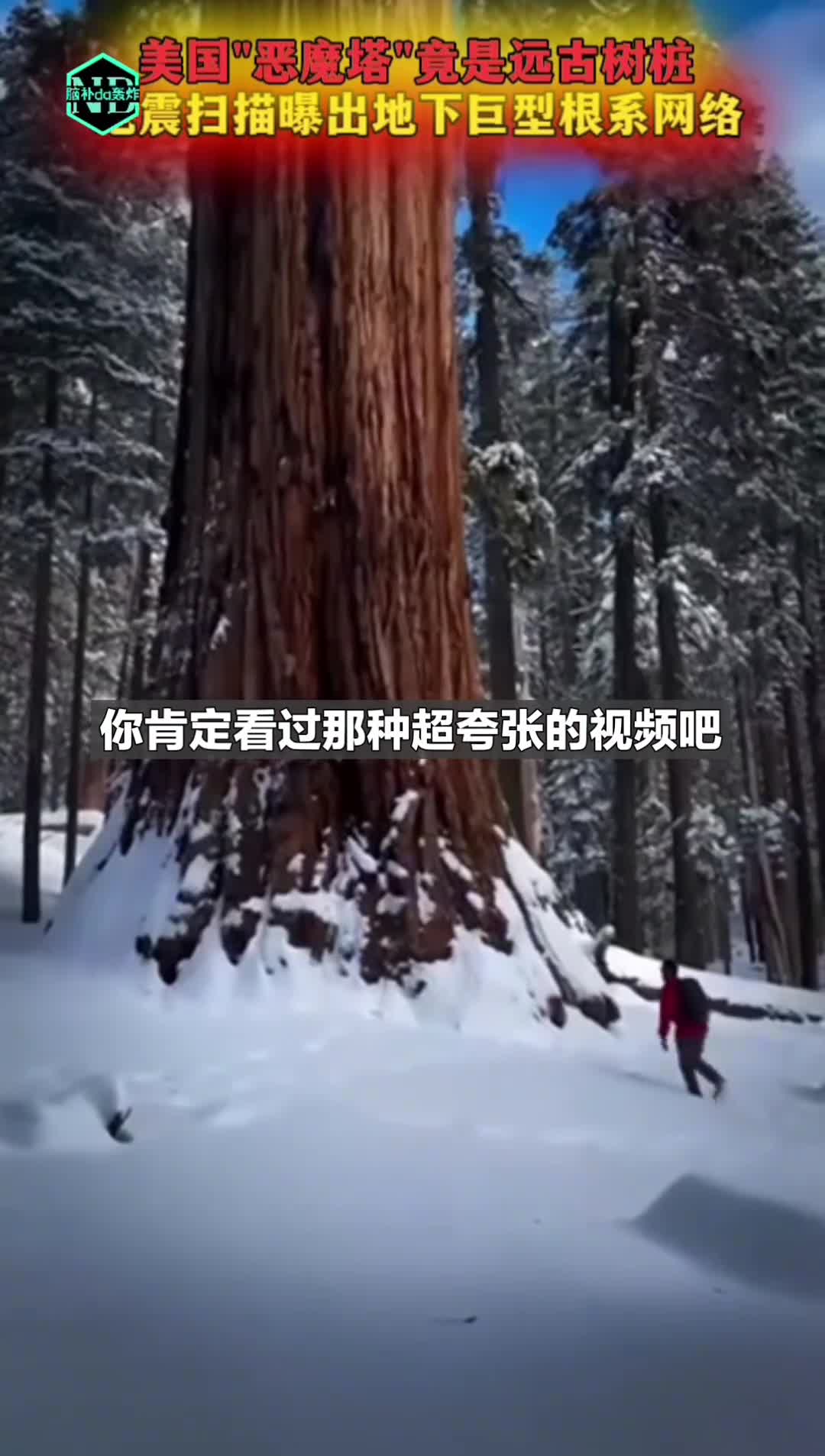 这些巨树究竟去了哪里