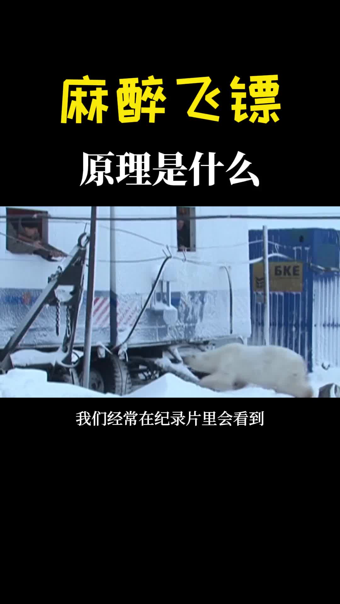 动物麻醉飞镖是如何工作的慢镜头下看清原理设计真是太巧妙了