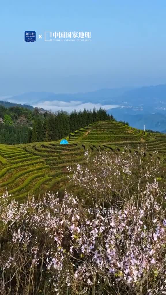 三月你好又到了春游的好时节鹿鸣茶海地处四川宜宾的川云山巅鲜活的嫩芽蓄足了初春灵气沁着茶香融进雾霭氤氲游目骋怀于万亩茶海令人陶醉
