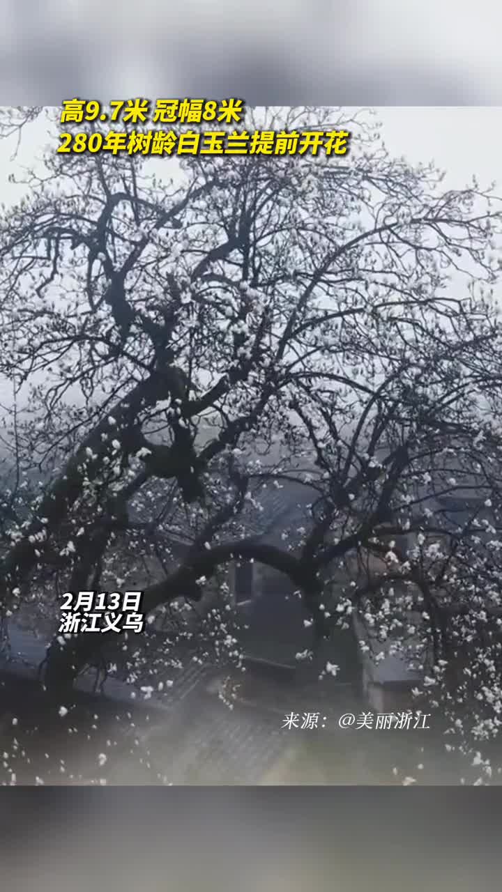 高97米冠幅8米280年树龄白玉兰提前开花