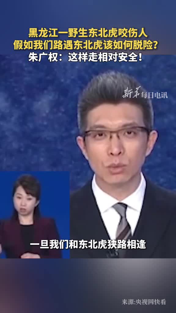 黑龙江一野生东北虎咬伤人假如我们路遇东北虎该如何脱险朱广权这样走相对安全