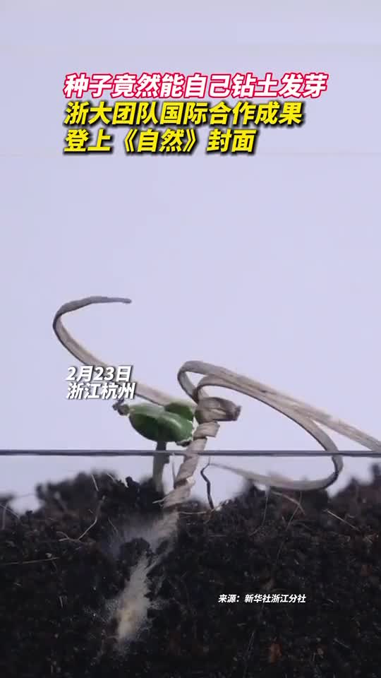 种子竟然能自己钻土发芽浙大团队国际合作成果登上自然封面