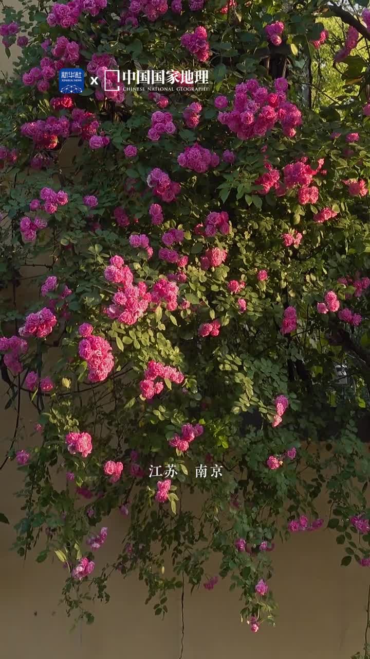 你读懂蔷薇花的浪漫了吗翠色为底枝头烂漫在蔷薇的诗行里不仅流露着春之柔情还弥漫着夏之热烈一起借江苏南京盛放的蔷薇体会春夏交接的美好吧