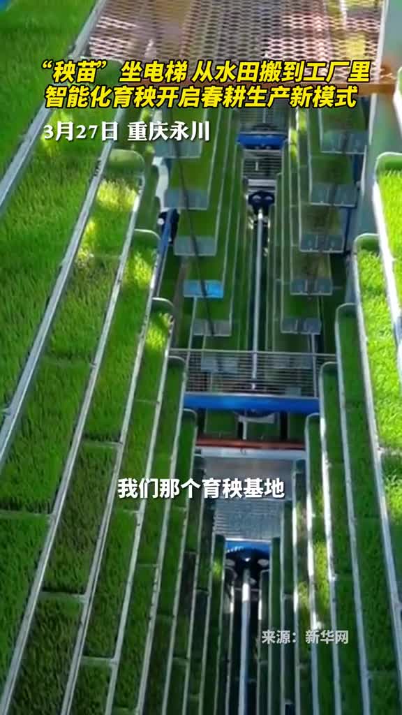 秧苗坐电梯从水田搬到工厂里智能化育秧开启春耕生产新模式