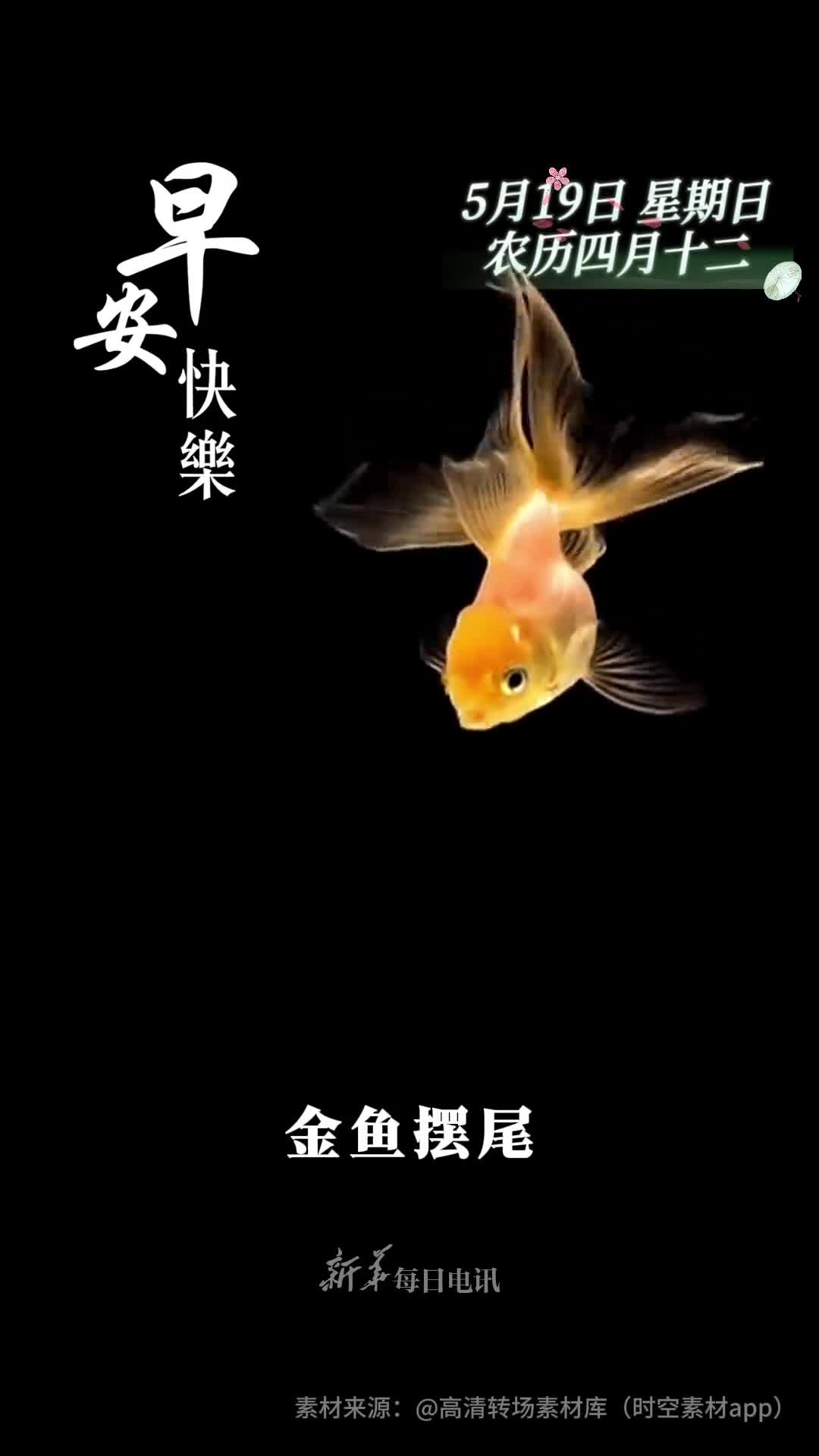 金鱼摆尾金玉满堂新的一天祝您好事连连年年有鱼早安