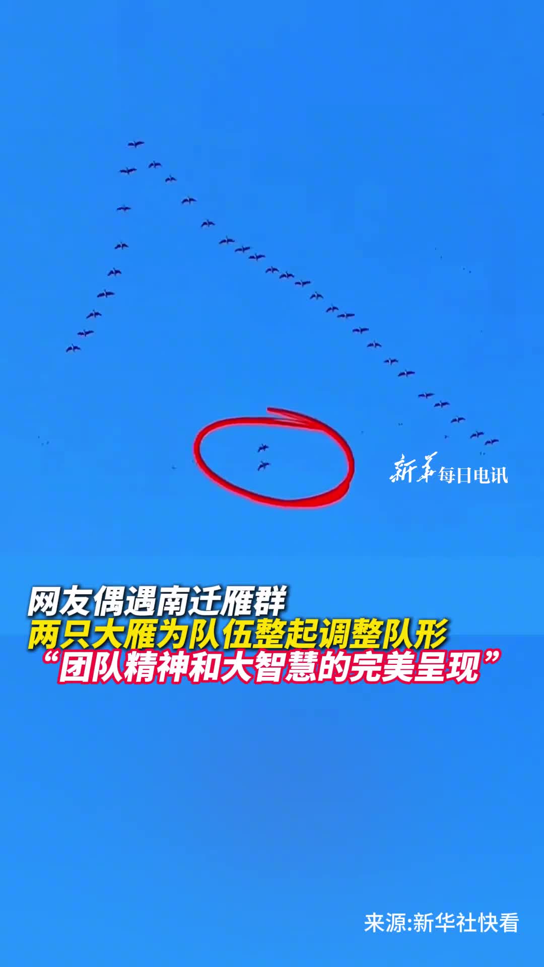 网友偶遇南迁雁群两只大雁为队伍整起调整队形团队精神和大智慧的完美呈现