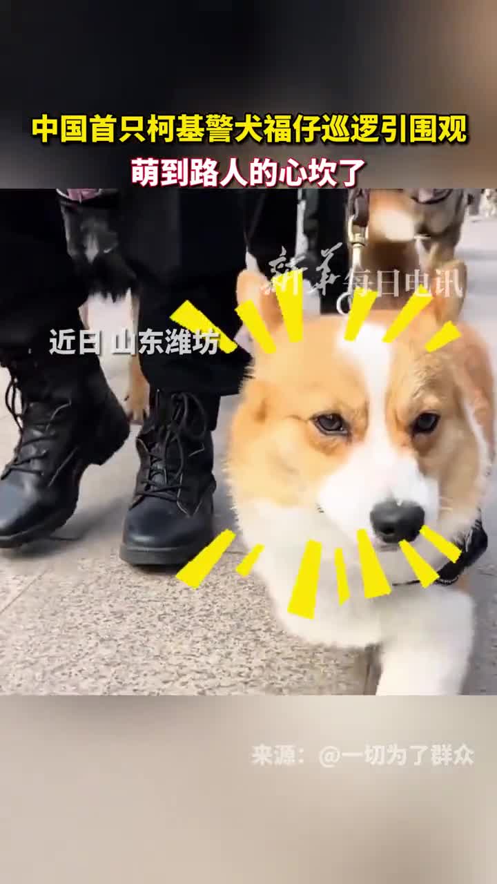 近日山东潍坊中国首只柯基警犬福仔巡逻引围观萌到路人的心坎了
