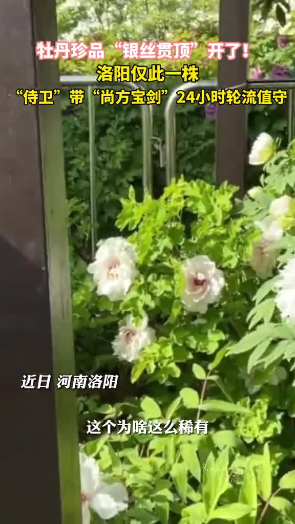 牡丹珍品银丝贯顶开了洛阳仅此一株侍卫带尚方宝剑24小时轮流值守