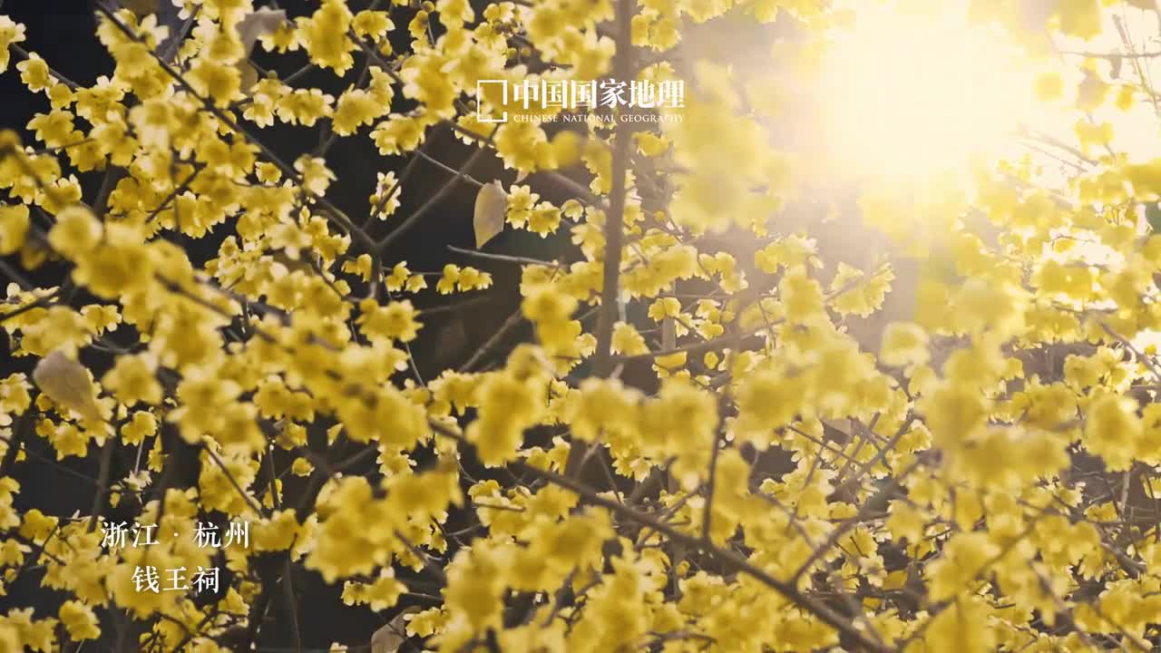 一月你好腊月已至可待春来蜡梅岁末压轴出场凛冬之中凌寒绽放浮动幽幽暗香它的存在给冬日增添了几分生机也给了蛰居的人们一个走出家门的理由2025已至请静候新的春天