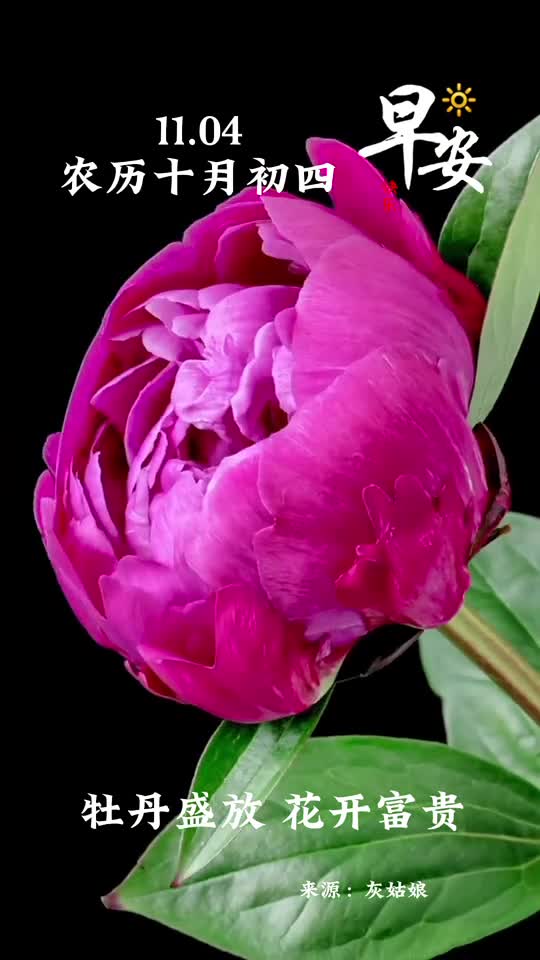 牡丹花开花开富贵新的一天愿你八方来财吉星高照