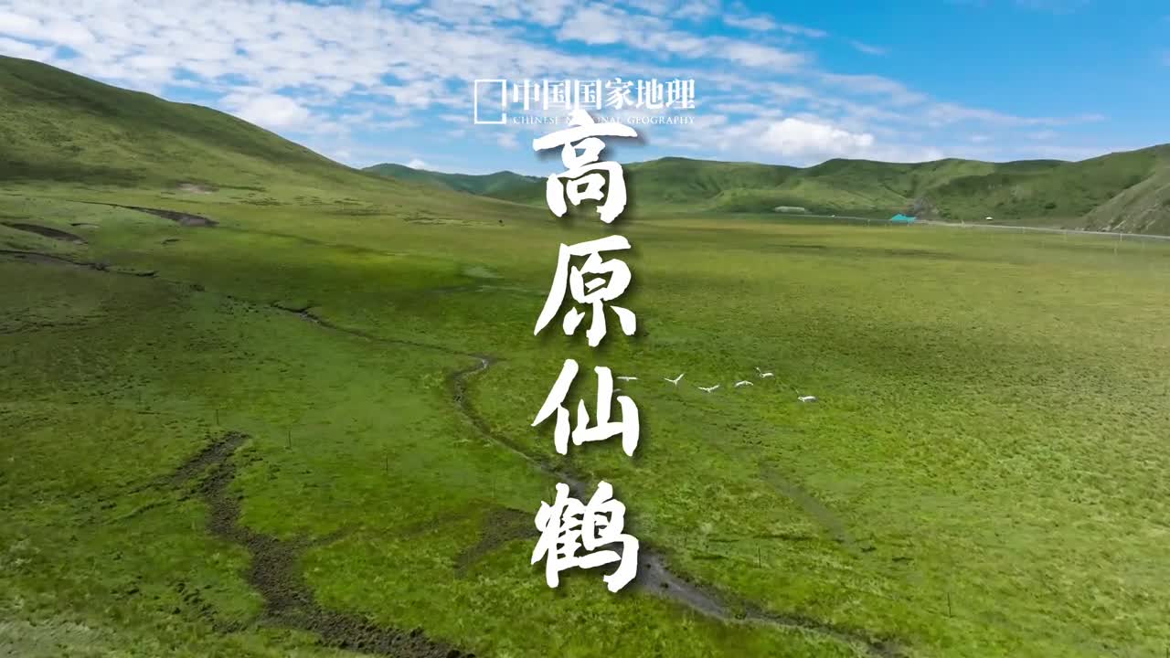 在我国的传统文化中鹤被视为典雅高贵吉祥长寿的象征生活在高原地区的黑颈鹤是世界上现存15种鹤中发现命名最晚的更是被雪域高原上的人们称为神鸟四川若尔盖辽阔的高原泥炭沼泽湿地因其得天独厚的条件成为黑颈鹤重要的繁殖栖息地被誉为中国黑颈鹤之乡黑颈鹤也是若尔盖县的县鸟是若尔盖最具代表性的种群之一这些高原精灵用绰约的舞姿以及嘹亮的歌声展示着独特的生命之美