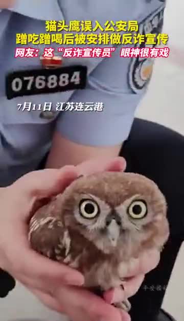 猫头鹰误入公安局蹭吃蹭喝后被安排做反诈宣传网友这反诈宣传员眼神很有戏