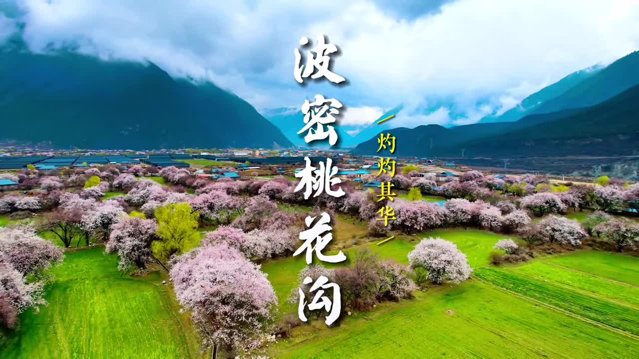 宅在家来我这儿看西藏林芝波密桃花沟的桃花吧让雪山桃花田园治愈你冰峰雪岭下灼灼其华的桃花在青稞田间小路道旁开得那么耀眼这是青藏高原上的世外桃源独有的风情